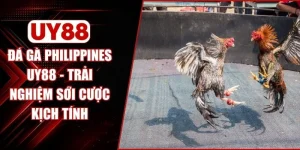 Đá Gà Philippines UY88 - Trải Nghiệm Sới Cược Kịch Tính